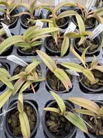Epidendrum falcatum