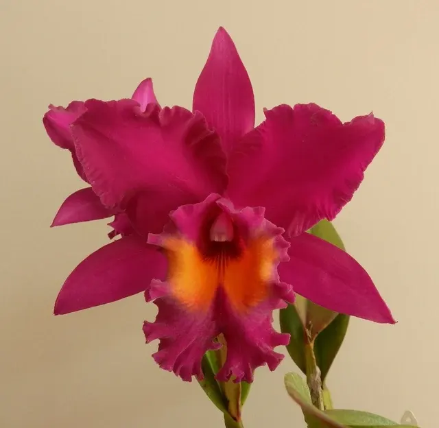 Brassolaeliocattleya Sunset Colour Chart 'Red Rose'