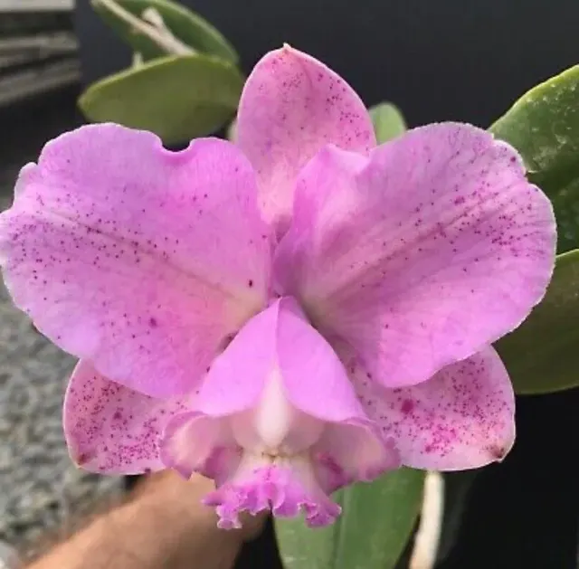 Cattleya loddigesii rubra puntacta 'Alceu Berger' (Cattleya)