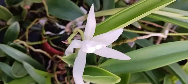 Brassocattleya Beaulah Bradeen (Brassocattleya)