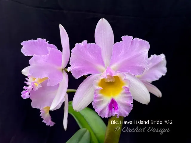 Brassolaeliocattleya Hawaii Island Bride '#32'