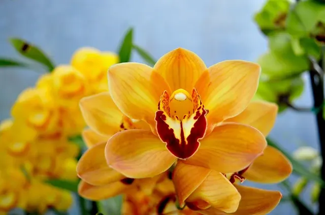 Cymbidium Mighty Sunset 'Jerry'