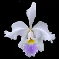 Cattleya warscewiczii var. coerulea