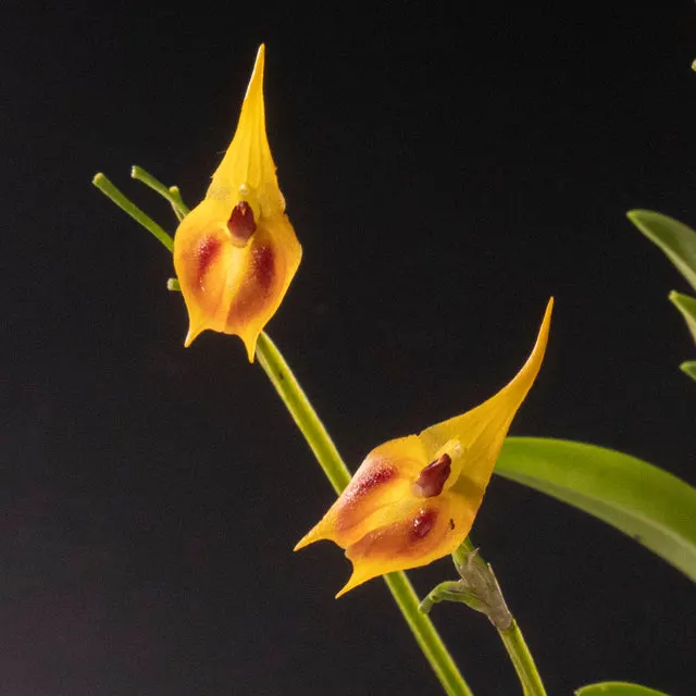 Masdevallia pinocchio 'Cheyenne' (Masdevallia)