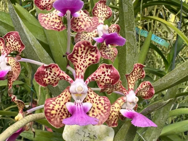 Vanda Motes Constellation (Vanda)