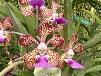 Vanda Motes Constellation (2725)