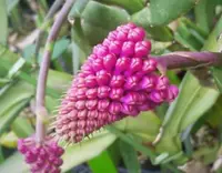 Rbq. cerina (ROC1) (- Others ) Rbq.=Robiquetia