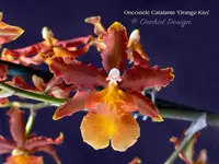 Oncostele Catatante 'Orange Kiss' – Floriferous, Fragrant