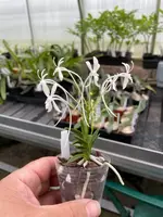 Neofinetia falcata ‘Tensenrui’