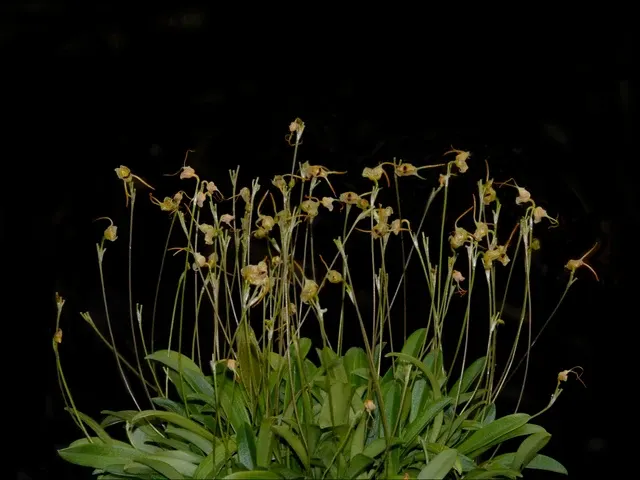 Porroglossum marniae (Porroglossum)