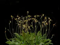 Porroglossum marniae