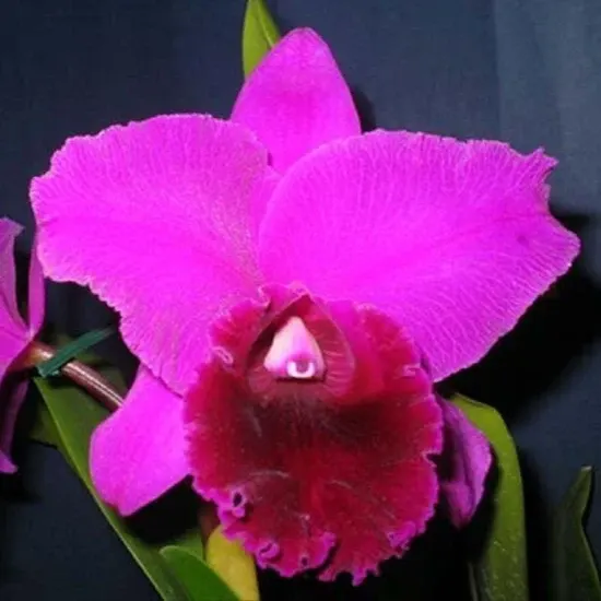 Brassolaeliocattleya Joao Antonio Nicole 'Velvet' (Brassolaeliocattleya)