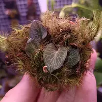 Corybas geminigibbus