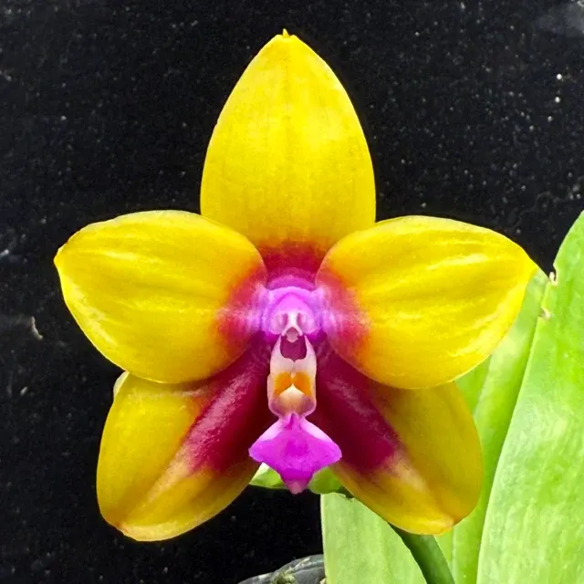 Phalaenopsis Mituo Gelb Eagle AM/AOS Flowering 'Pylo'