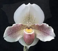 Paph. Porcelain Treasure 'Dream Girl' HCC/AOS