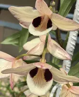 Dendrobium pulchellum