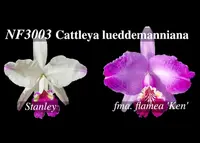Cattleya lueddemanniana (" Stanley " FCC/RHS x fma. Flamea ' Ken')