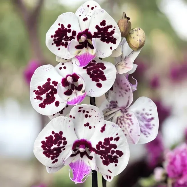 Phalaenopsis ‘Limited #107’ Big Lip