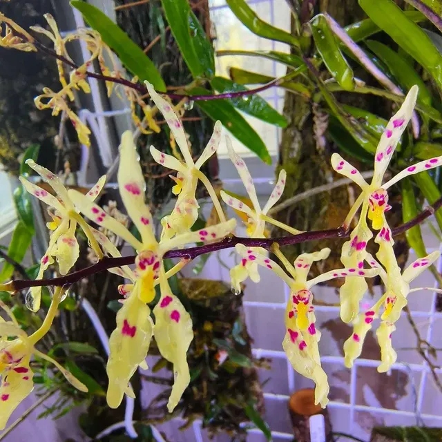 Renanthera citrina (Renanthera)