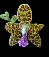 Phalaenopsis Little One (Hygrochilus parishii x Sedirea japonica) FRAGRANT
