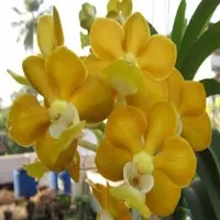 Vanda dennisoniana sp.