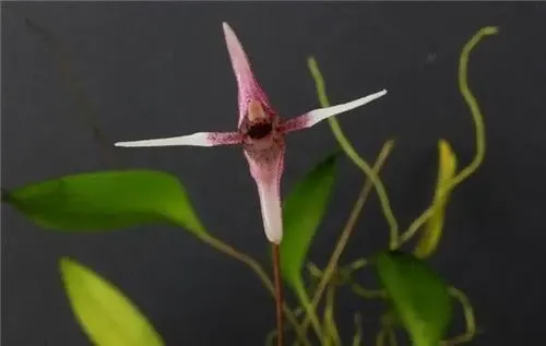 Pleurothallis anthrax (Pleurothallis)