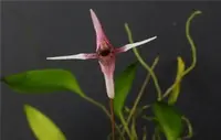 Pleurothallis anthrax