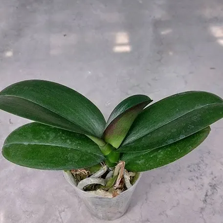 Phalaenopsis Taida Prince Pearl 'L1531 14' (Phalaenopsis)