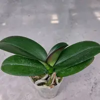 Phalaenopsis Taida Prince Pearl 'L1531 14' 2.5"