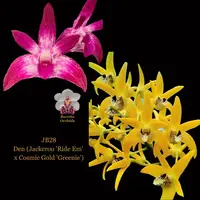 Dendrobium Orchid Seedling. JB28 Den (Jackeroo 'Ride Em' x Cosmic Gold 'Greenie')