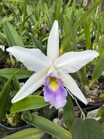 Laeliocattleya Flamingo Dance