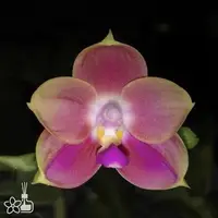 [Rooted] #PA# Phal. Joy Spring Canary 'Orange' 金絲雀 '橘' [2.8" BS][Sept in stock 26]