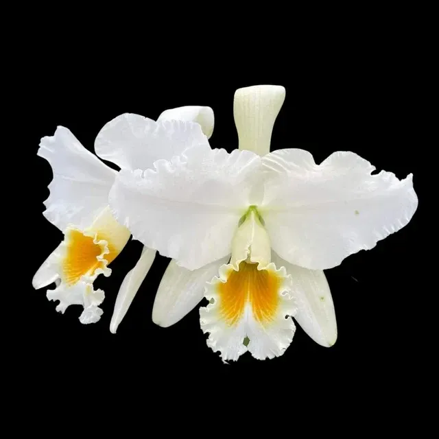 Cattleya gaskelliana var alba (Cattleya)