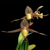 Paphiopedilum Gary Romagna (St.Swithin X Rothschildianum)