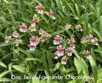 Onc. Jairak Fragrance 'Chocolate' (Twinkle x Yuan Nan Fragrant)