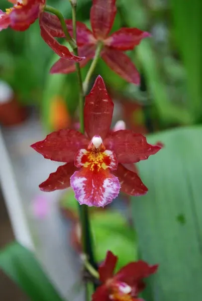 Odontioda KILIWA