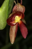 Pleurothallis adeleae