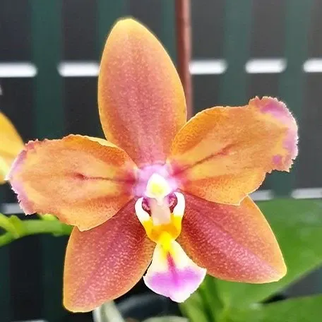 Phalaenopsis Meidarland Chambe