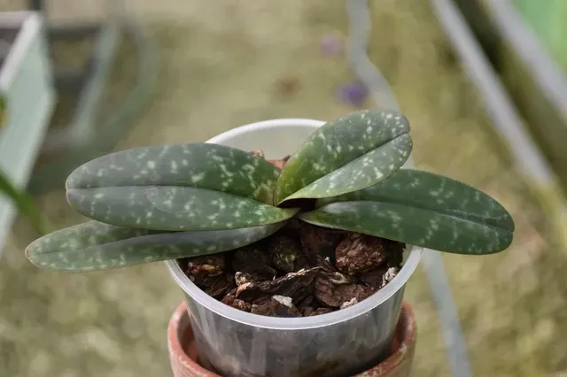 Paphiopedilum godefroyae X do. (Paphiopedilum)