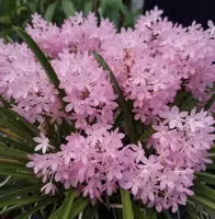 Ascocentrum ampullacem pink(Ac Amp Pink) – Mounted