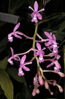 Epidendrum pfavii x self