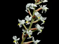 Ludisia discolor