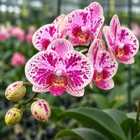 Matured Phalaenopsis Fairy Dust with Buds