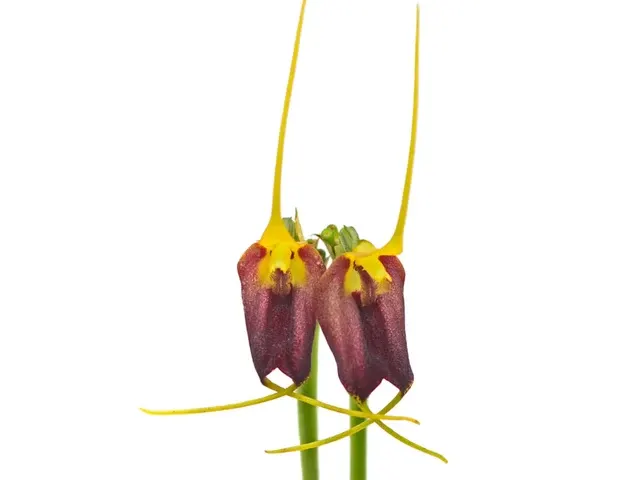 Masdevallia carruthersiana (Masdevallia)