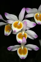 Dendrobium findlayanum
