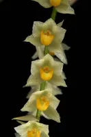 Pholidota cantonensis