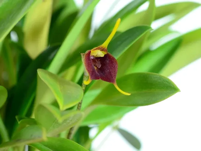 Masdevallia alexportillae (Masdevallia)