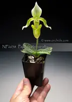 Paph. fowliei var alba 'Note: Rare, Micro- Miniature Species'