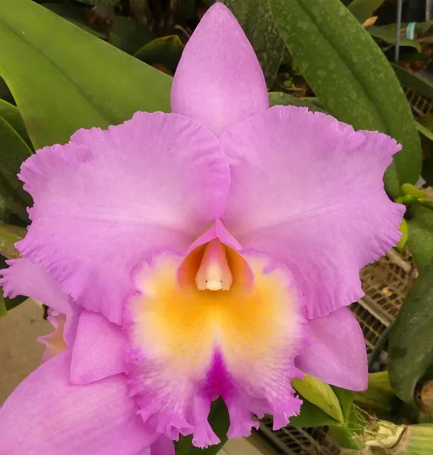 Brassolaeliocattleya Crown Princess Masako 'English Rose' (Brassolaeliocattleya)