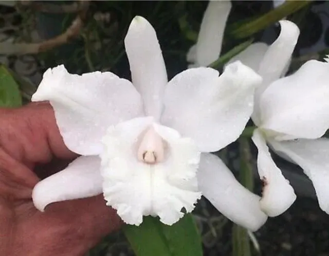 Cattleya intermedia 'Osvaldo Garcia'